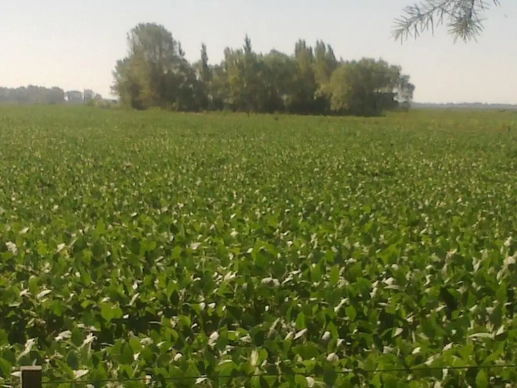 VENDO CAMPO DE 40 HA. AGRICOLA-GANADERO