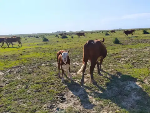 VENTA CAMPO GANADERO 689 HA, MONTES DE OCA