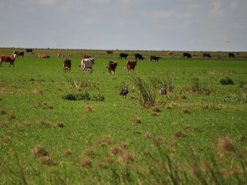 Campo de 13.300 ha 100% ganadero en Venta - Cruz del Eje