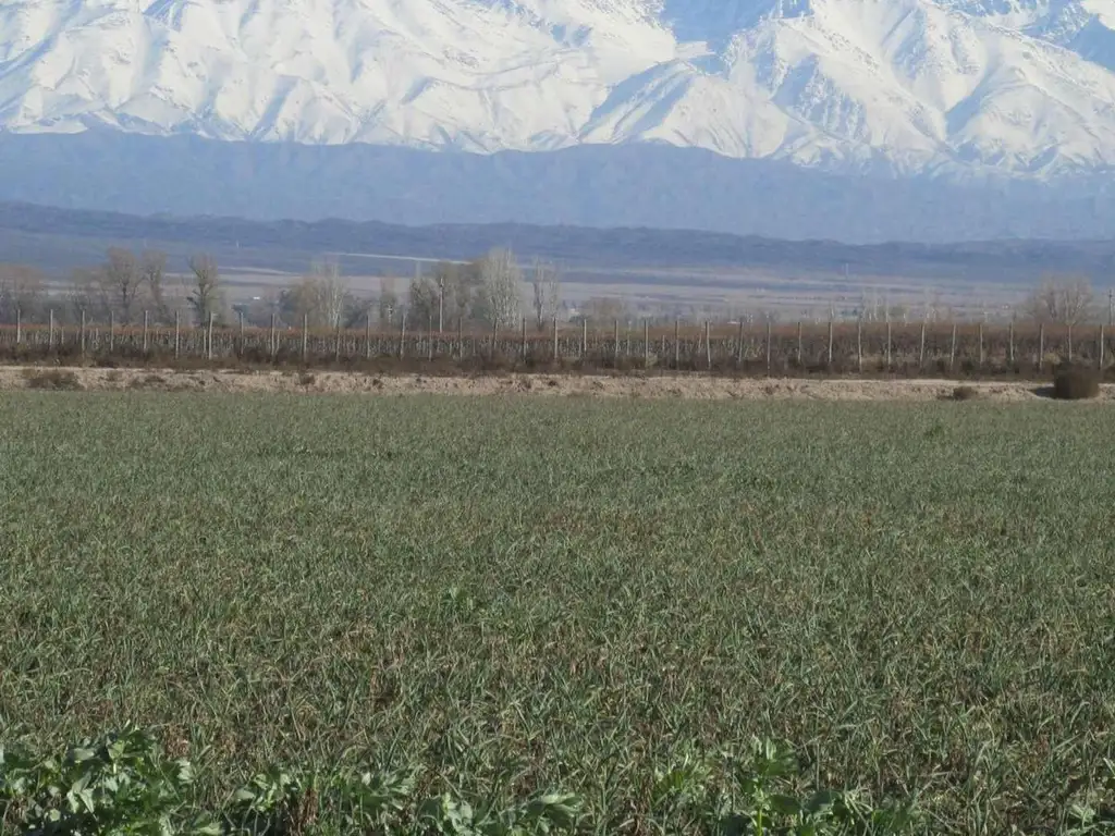 Finca en Venta Ugarteche Lujan de Cuyo