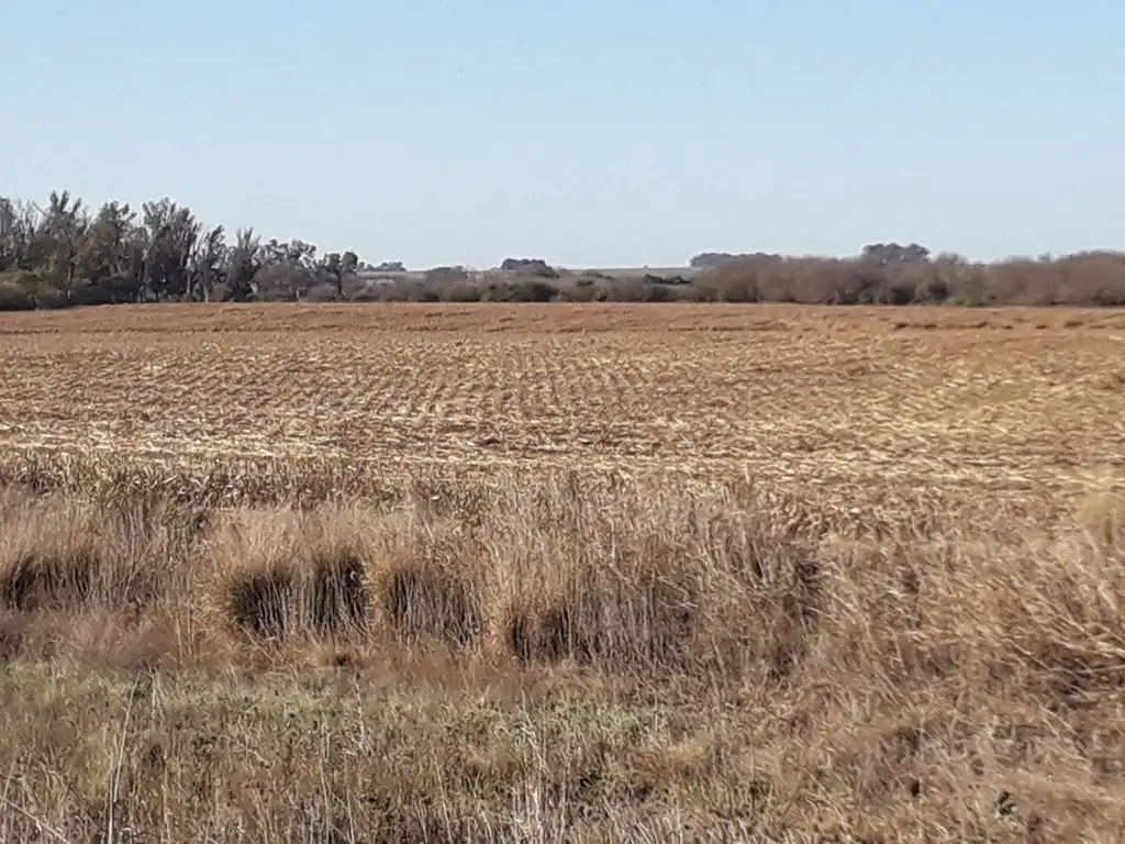 Campo en venta 59 ha. sobre Cruz Alta-Arteaga