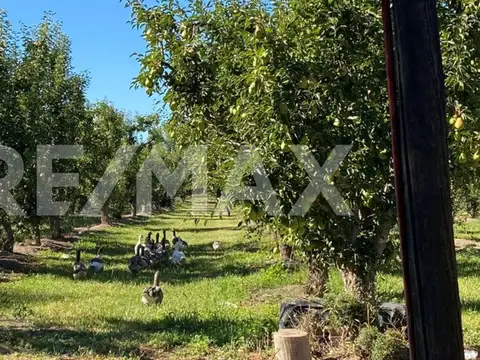 Chacra 12 hectáreas en venta Fernández Oro