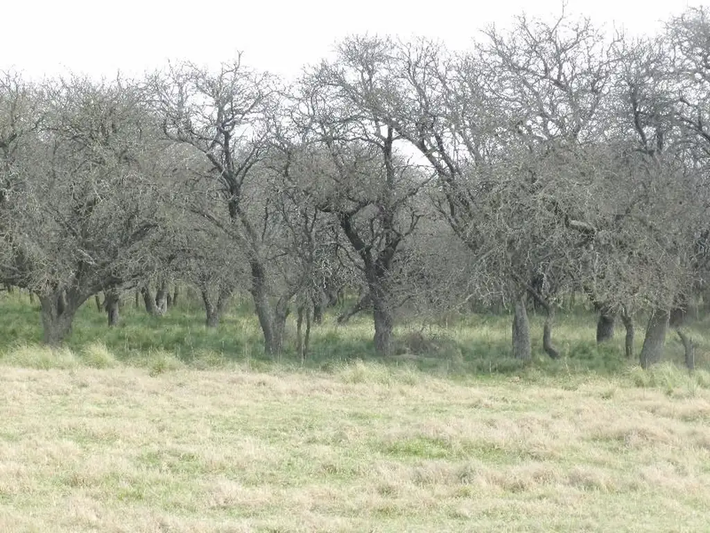 Campo en Venta