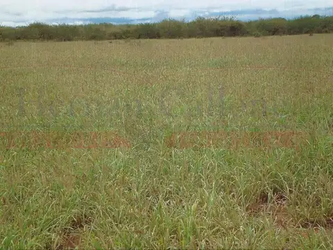 EXCELENTE CAMPO DE 2053 HAS EN CAPAYÁN, CATAMARCA