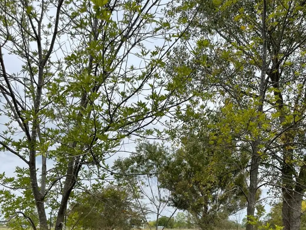 Terreno Lote  en Venta ubicado en Molino Blanco, Capilla del Señor, Exaltación de la Cruz