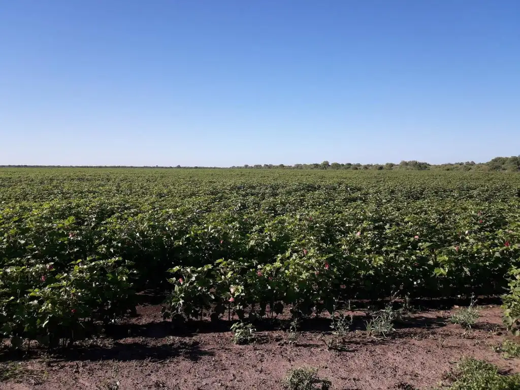 Campo - Tostado