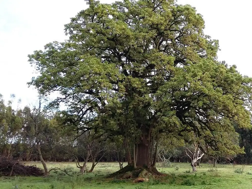 Quinta-Chacra Orense (Pcia de Bsas)