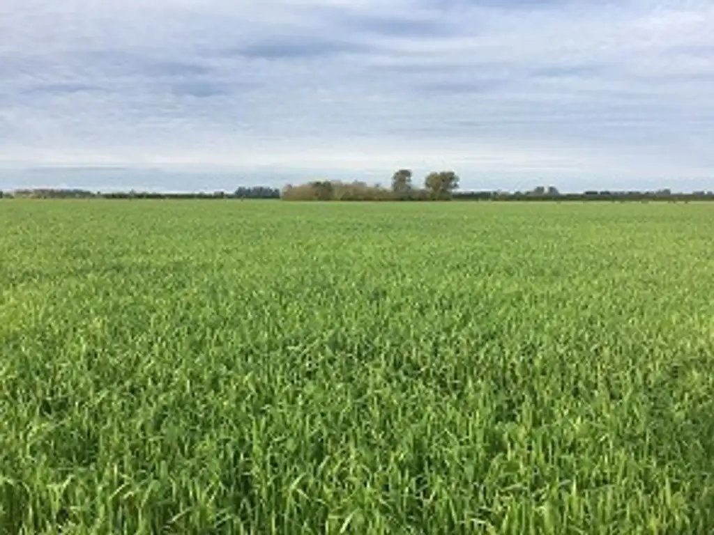 Campo de 47 has agrícolas próximas al asfalto San Pedro