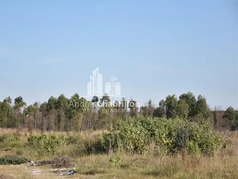 Rafael Obligado y Camino Rural