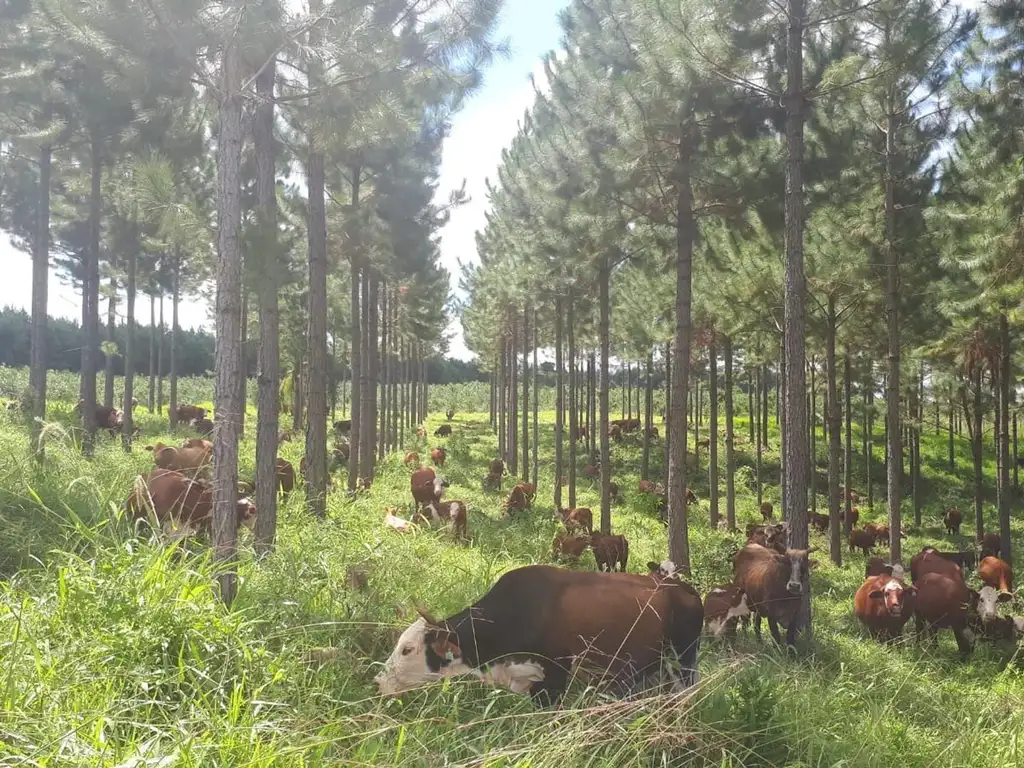 Campo en venta