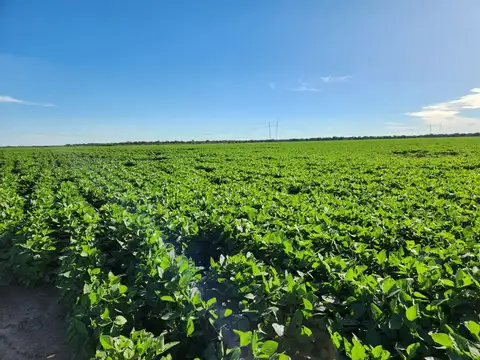 Campo - Venta - Argentina, Arteaga