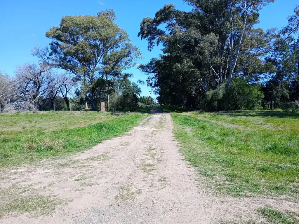 Dos fracciones de una hectárea con forestación añosa es zon