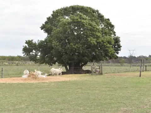 Venta Campo de 56 hectáreas en ruta 34, Pilar, GBA Norte