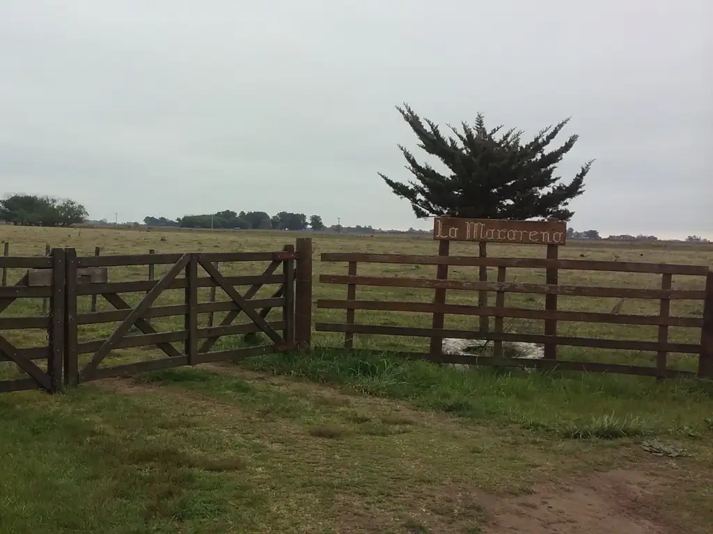 Vendo CAMPO de 36 Ha. en Saladillo en Ruta 205 a 15 km del centro