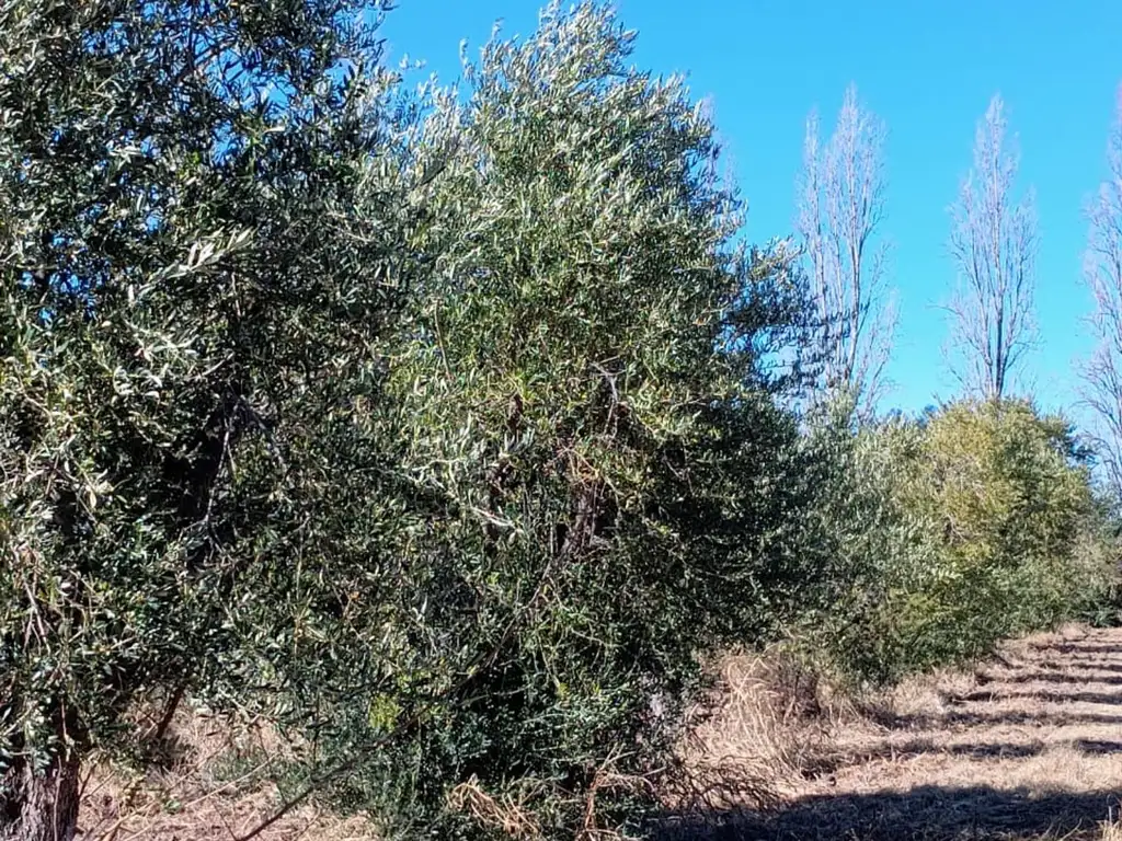 VENTA - FINCA - RODEO DEL MEDIO - MAIPU - MENDOZA