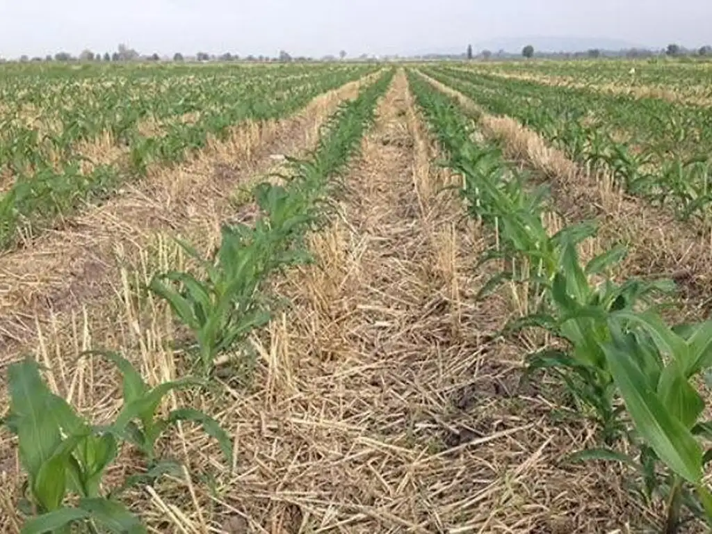 Campo en General Belgrano