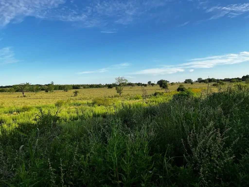 Vendo Campo 24 Has en Autovía 14 Concepción del Uruguay Entre Ríos