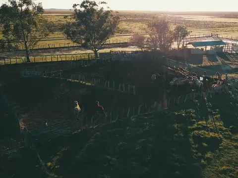 Campo Ganadero En Alquiler