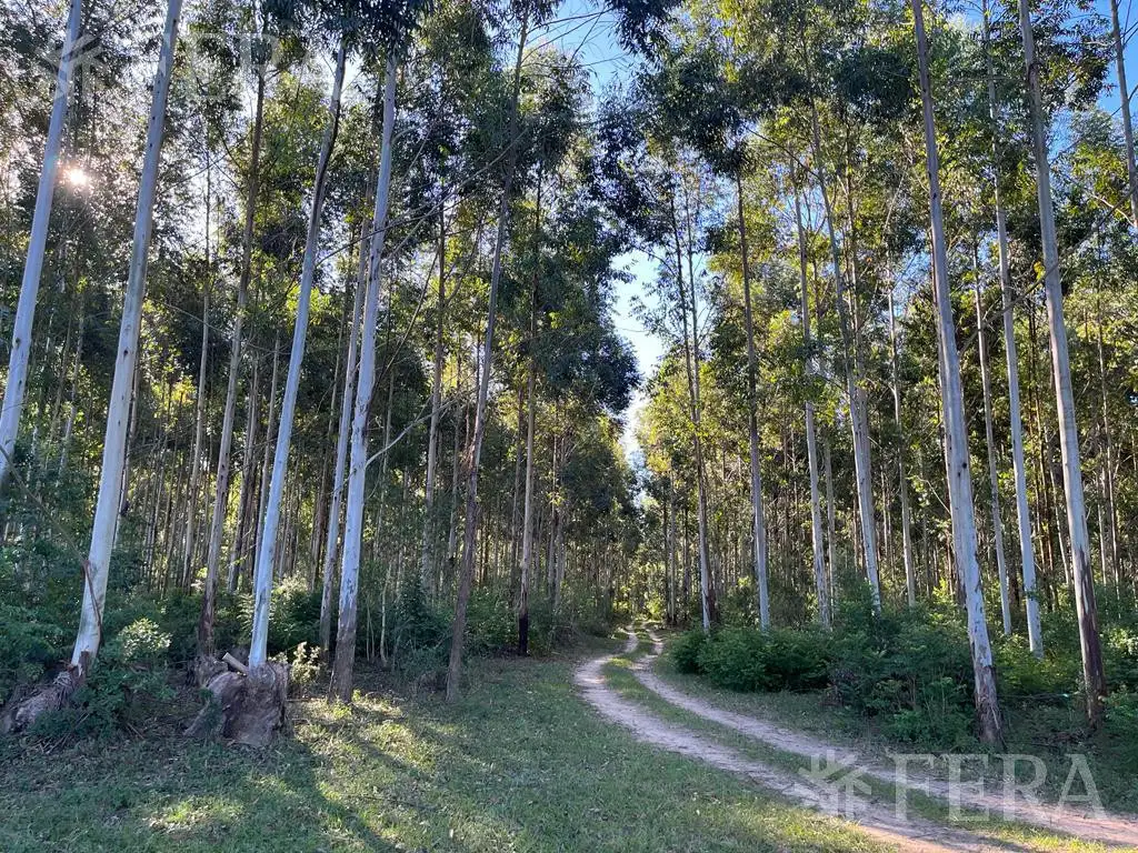 Venta de Campo en Santa Rosa - Concepción, Corrientes