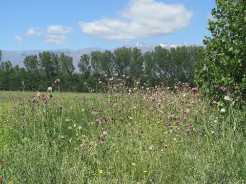 Finca en Venta en El Cepillo Valle de Uco