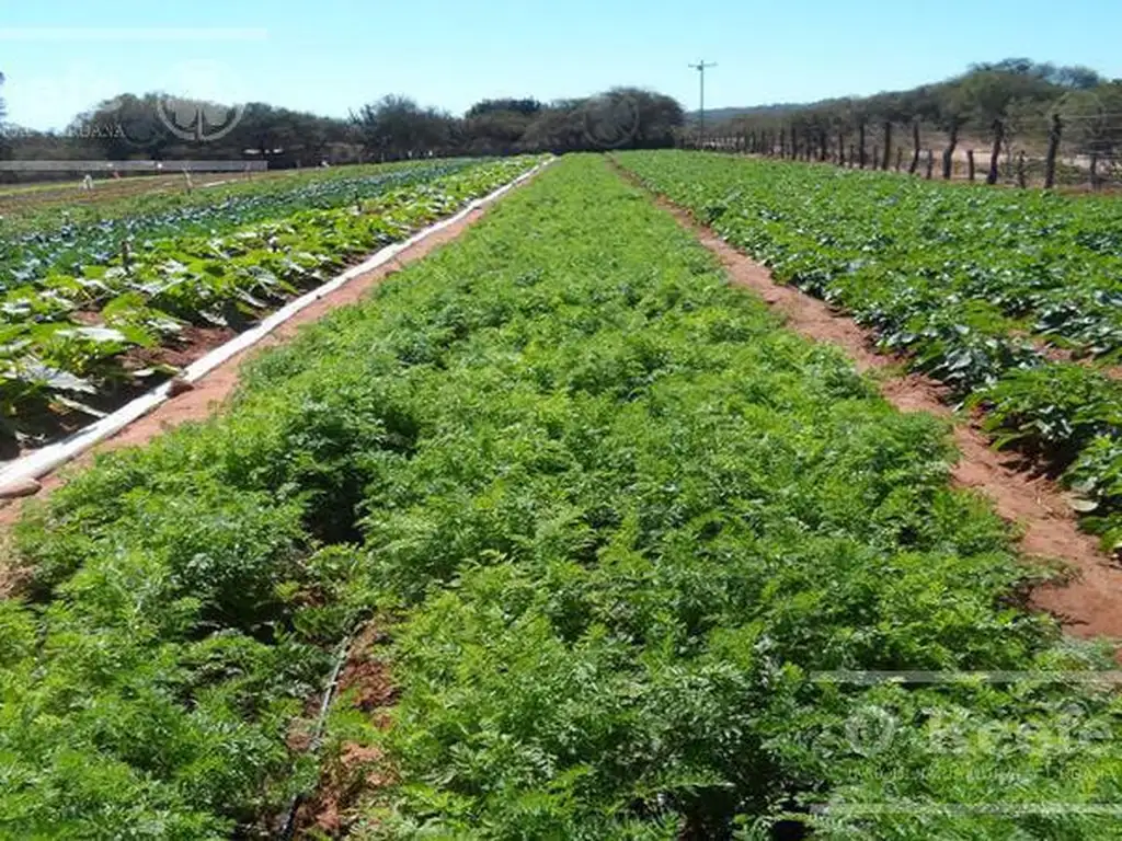 CHACRA EN VENTA HORTICOLA DE 5 Has. La Plata