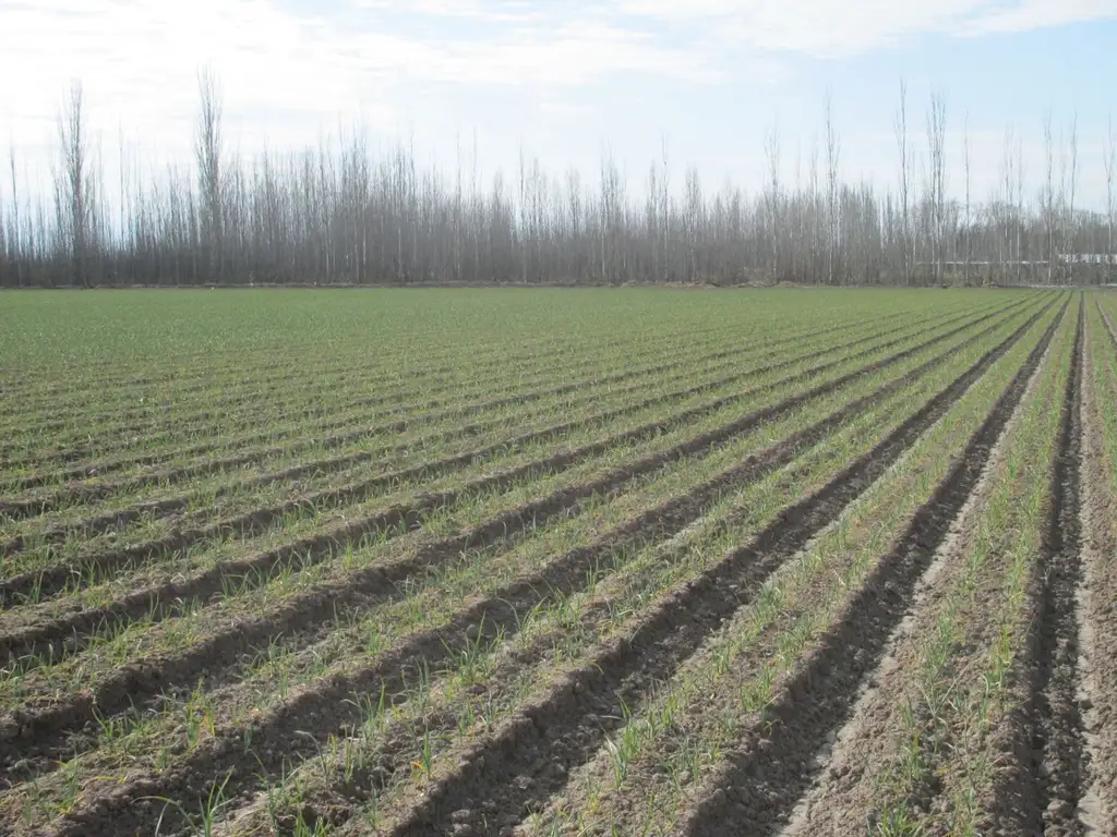 Campo en venta Valle de Uco San Carlos Mendoza