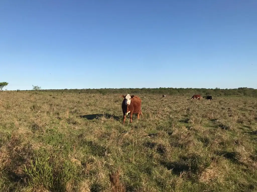 VENTA CAMPO AGRICOLA GANADERO SAN SALVADOR ENTRE RIOS