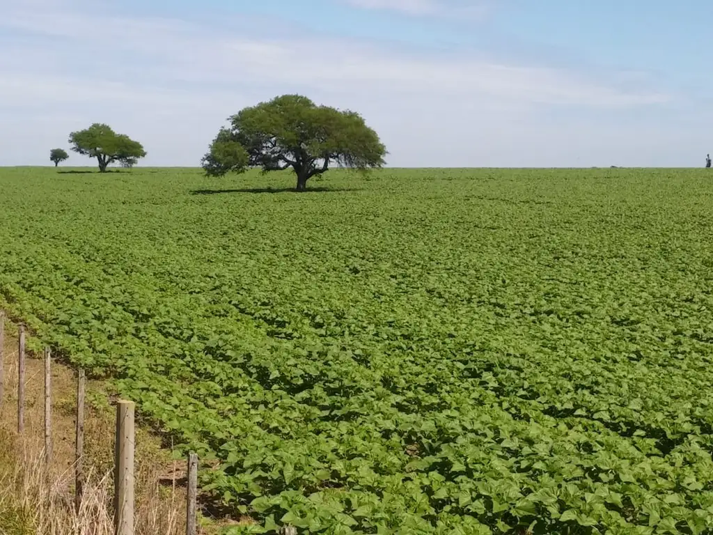 VENTA CAMPO AGRICOLA - GANADERO EN CULULU