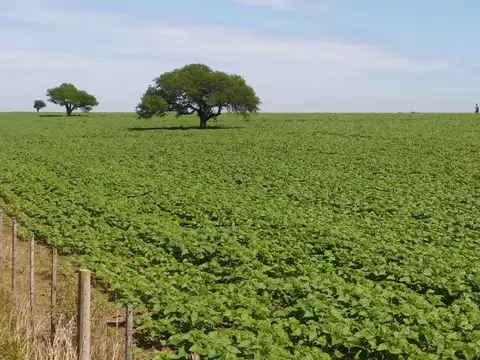 VENTA CAMPO AGRICOLA - GANADERO EN CULULU