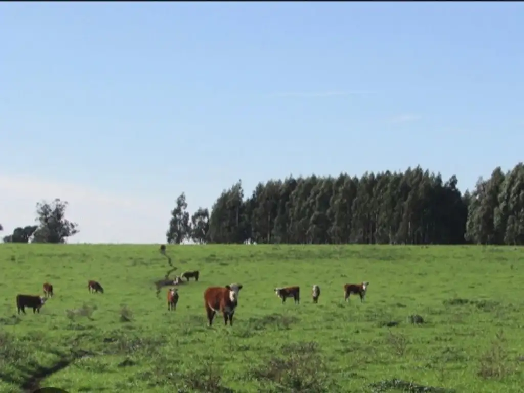 Venta campo mixto Tres Algarrobos Carlos Tejedor