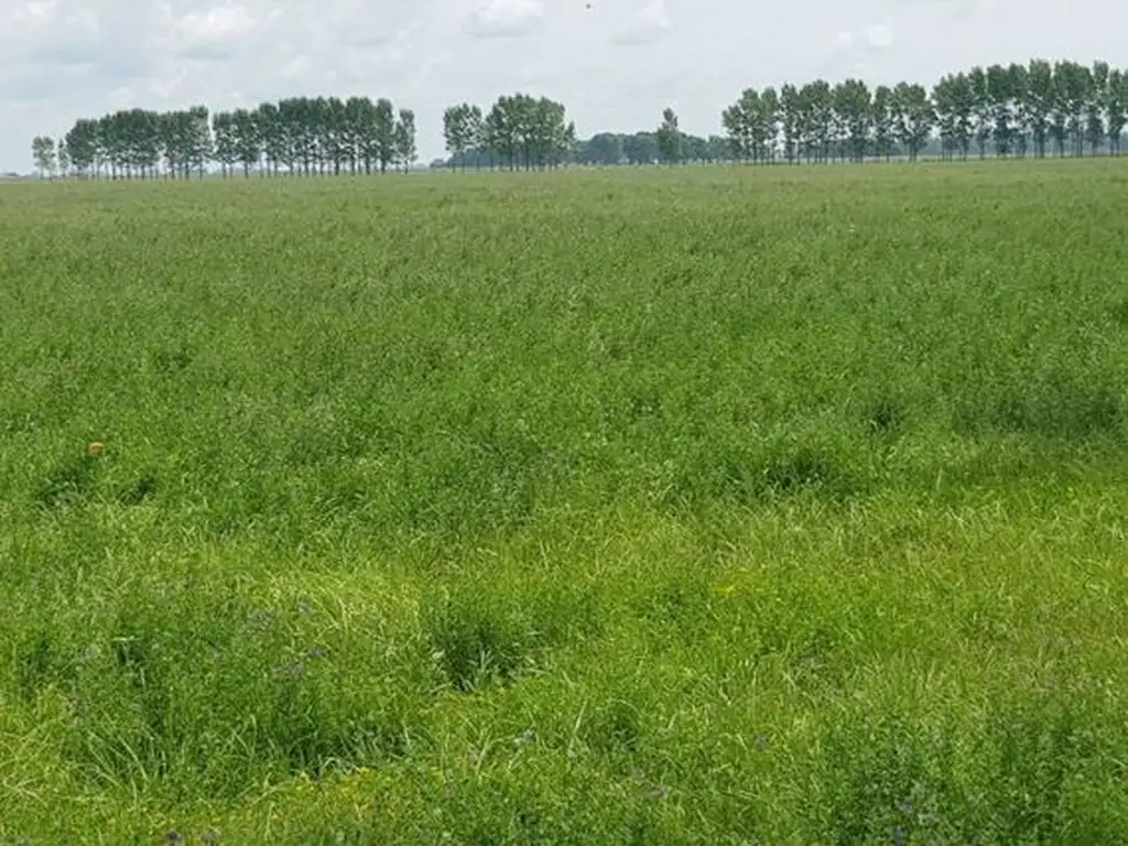 Campo en Del Carril de 40,5 Ha.