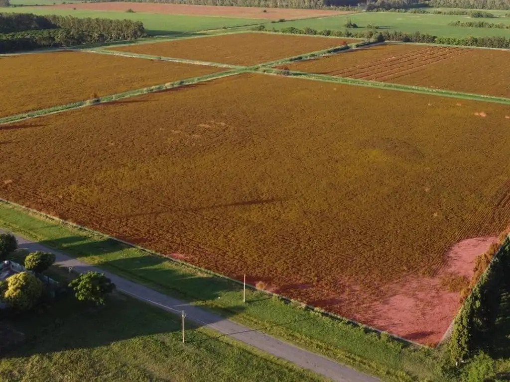 4 chacras de 6 has agrícolas en VENTA, Gobernador Castro