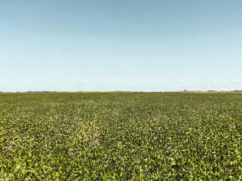 Campo en Colonia de Medici apto agricultura y ganadería