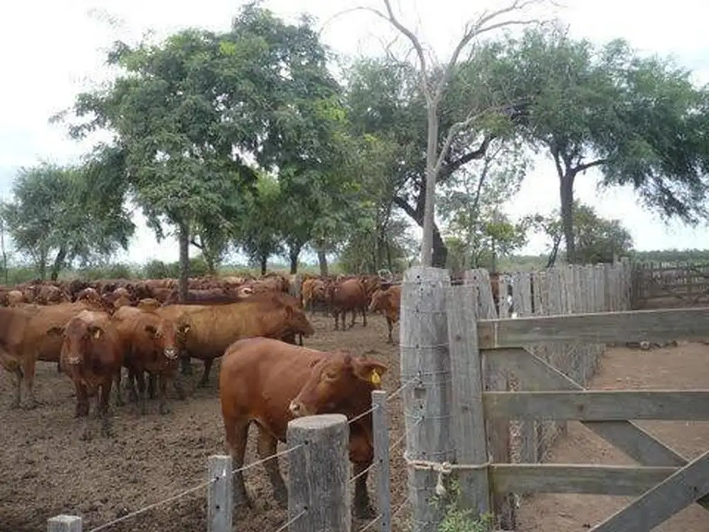 Campo - Santiago Del Estero