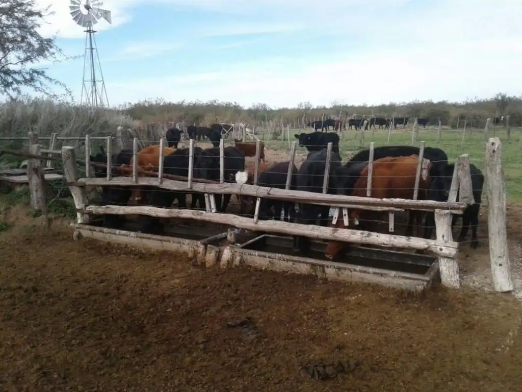 5000 ha. campo ganadero en La Pampa, Limay, Mahuida.