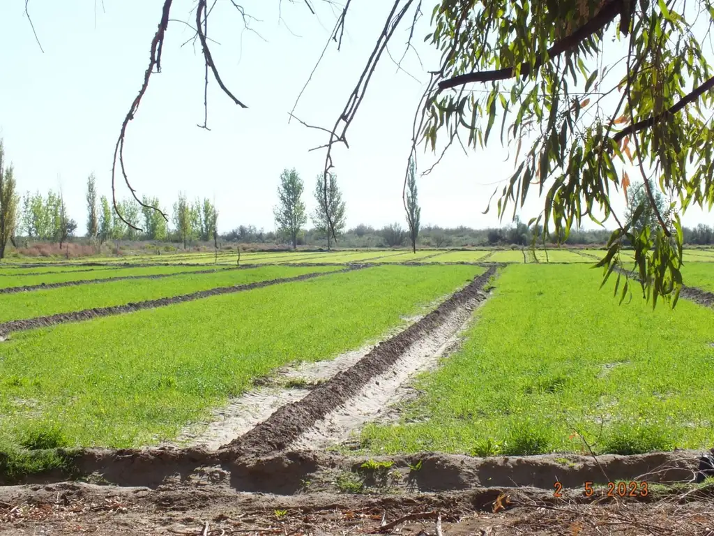 Venta de Campo en San Rafael