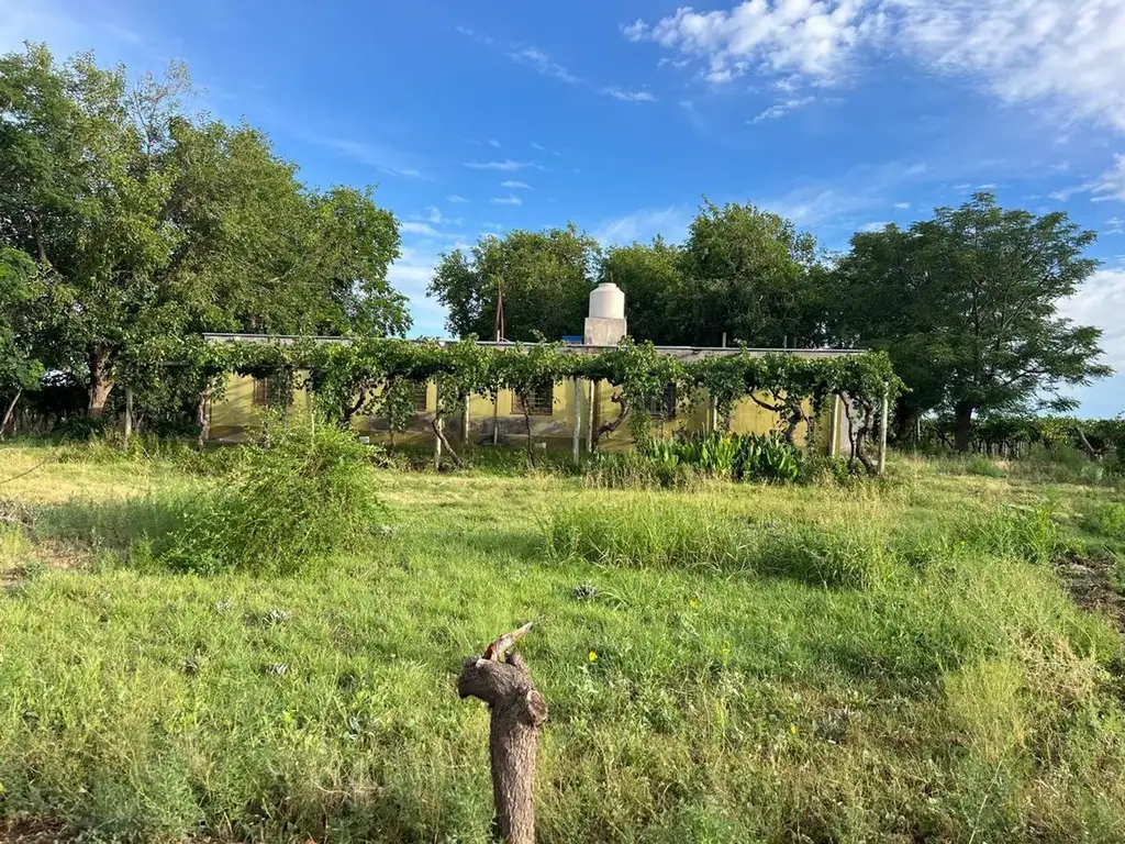 finca en produccion viñedos chapanay