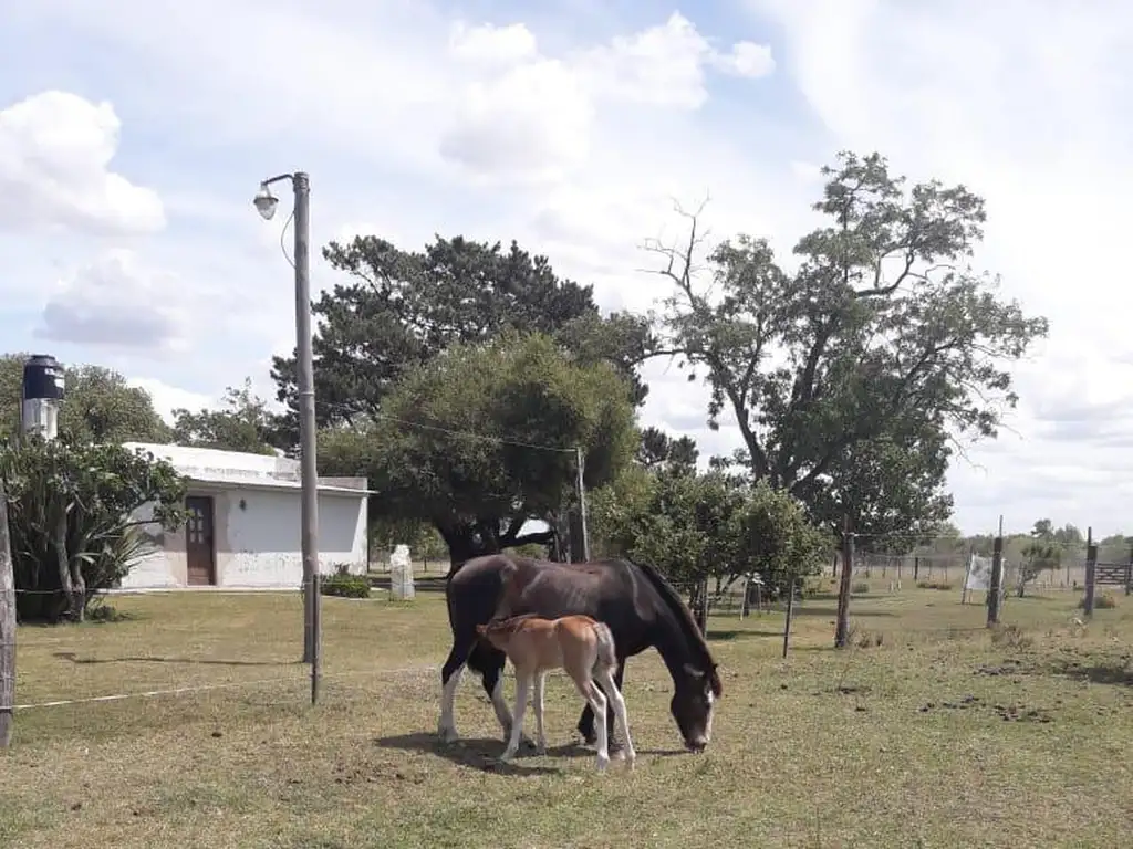 Venta casa quinta, Dolores - Provincia de Buenos Aires