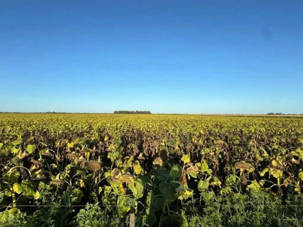 Venta Campo 500 hectareas en zona rural Tres Colonias Unidas