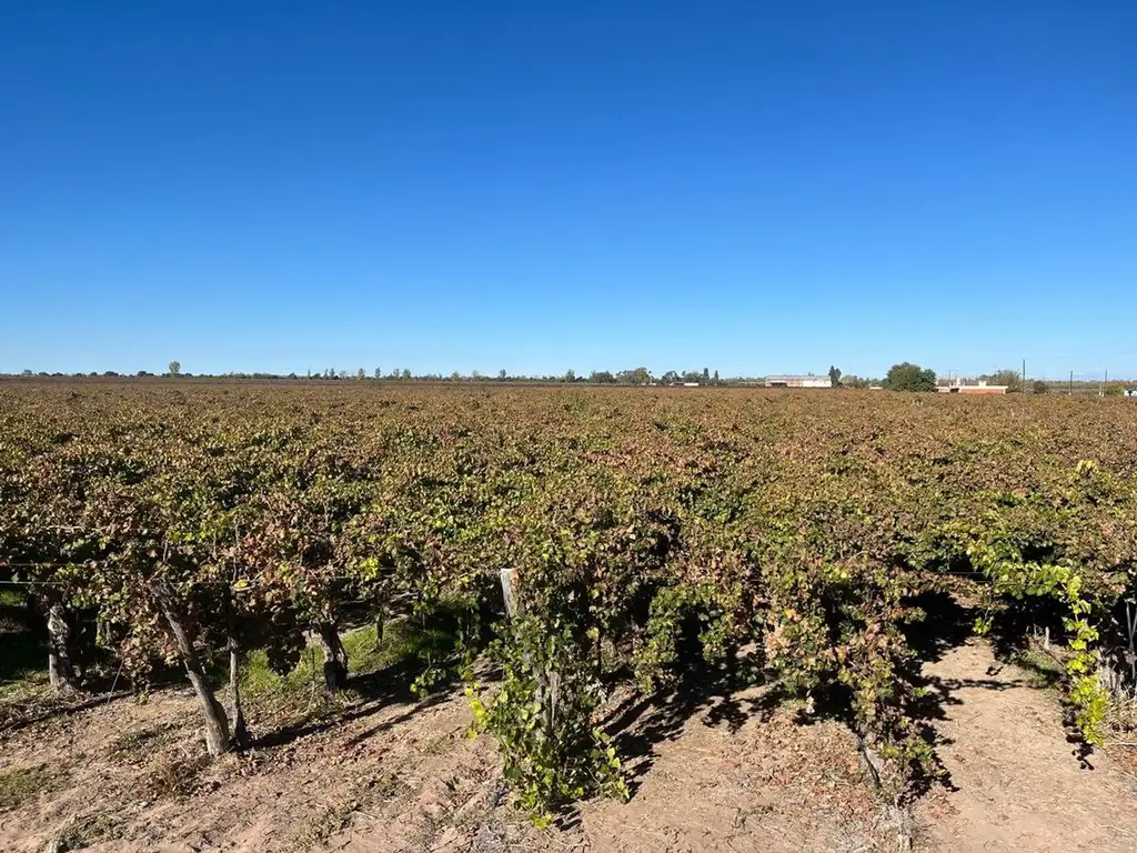 Venta de Finca y Bodega San Martin Mendoza