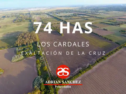 74 HAS EN INMEDIACIONES DE LOS CARDALES, PARTIDO DE CAMPANA