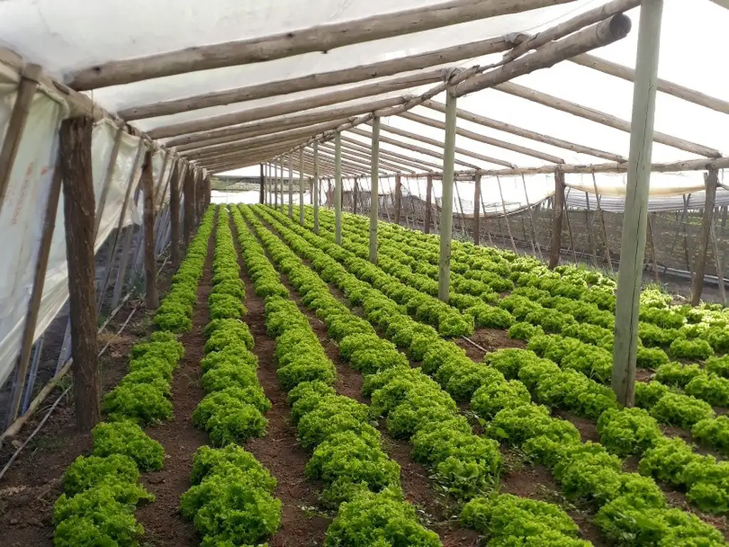 Quinta de 3 hectáreas con 25 invernáculos para producción de hortalizas.