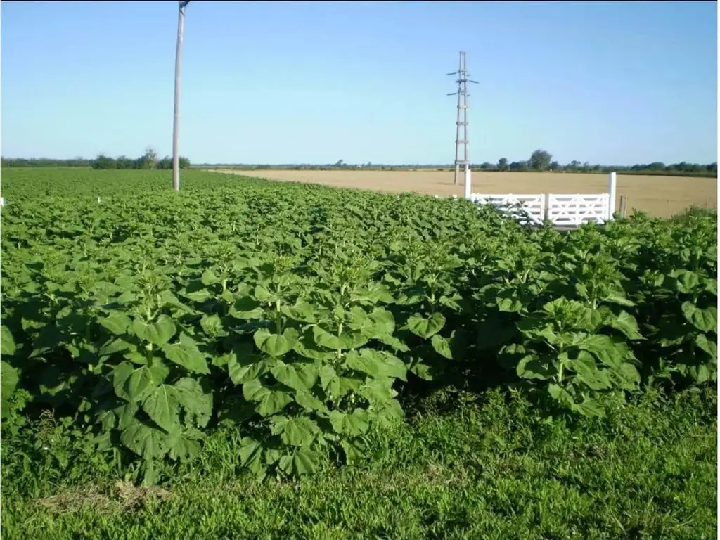 Campo 75Ha. en Venta, Roque Saenz Peña, Chaco, Cod.3005