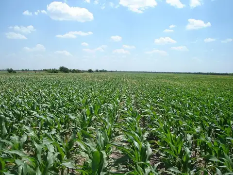 Santa Fe. a 170km de Rosario por Autopista. San Jeronimo del Sauce. Campo Agrícola.