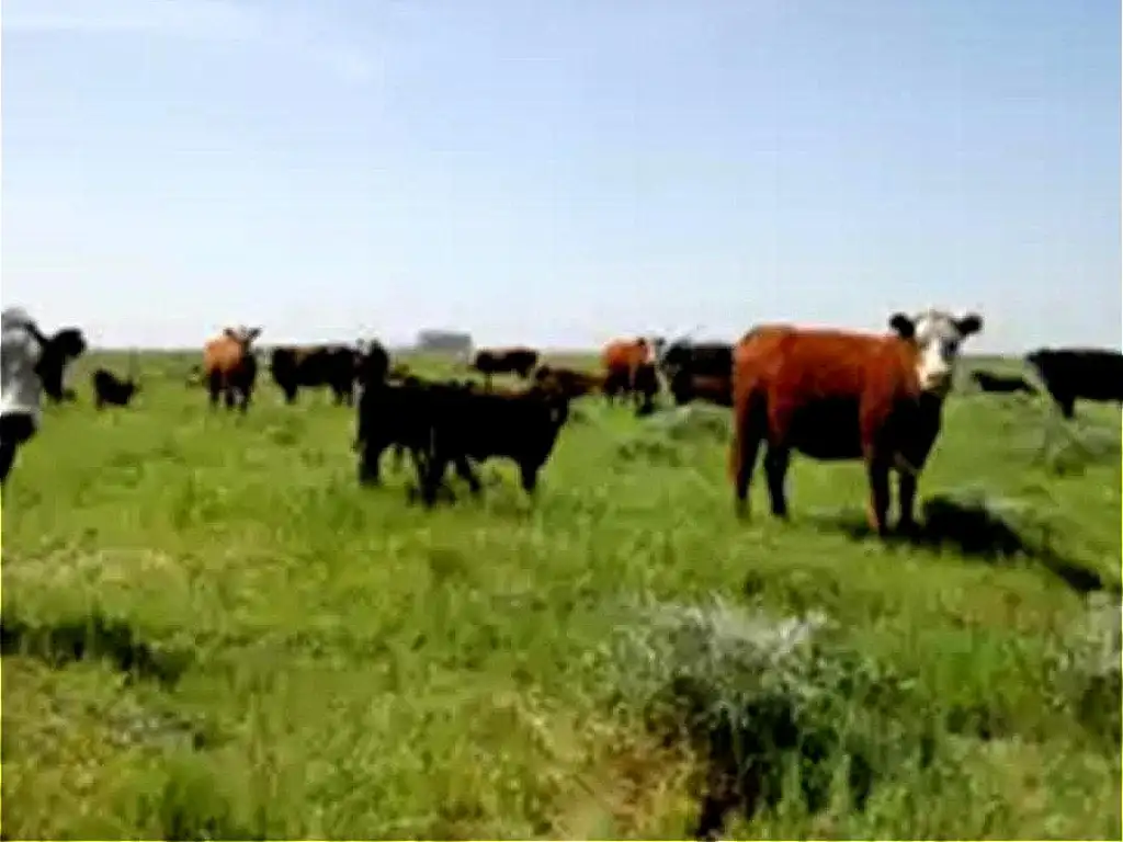 Campo de 1400 ha ganadero Azul