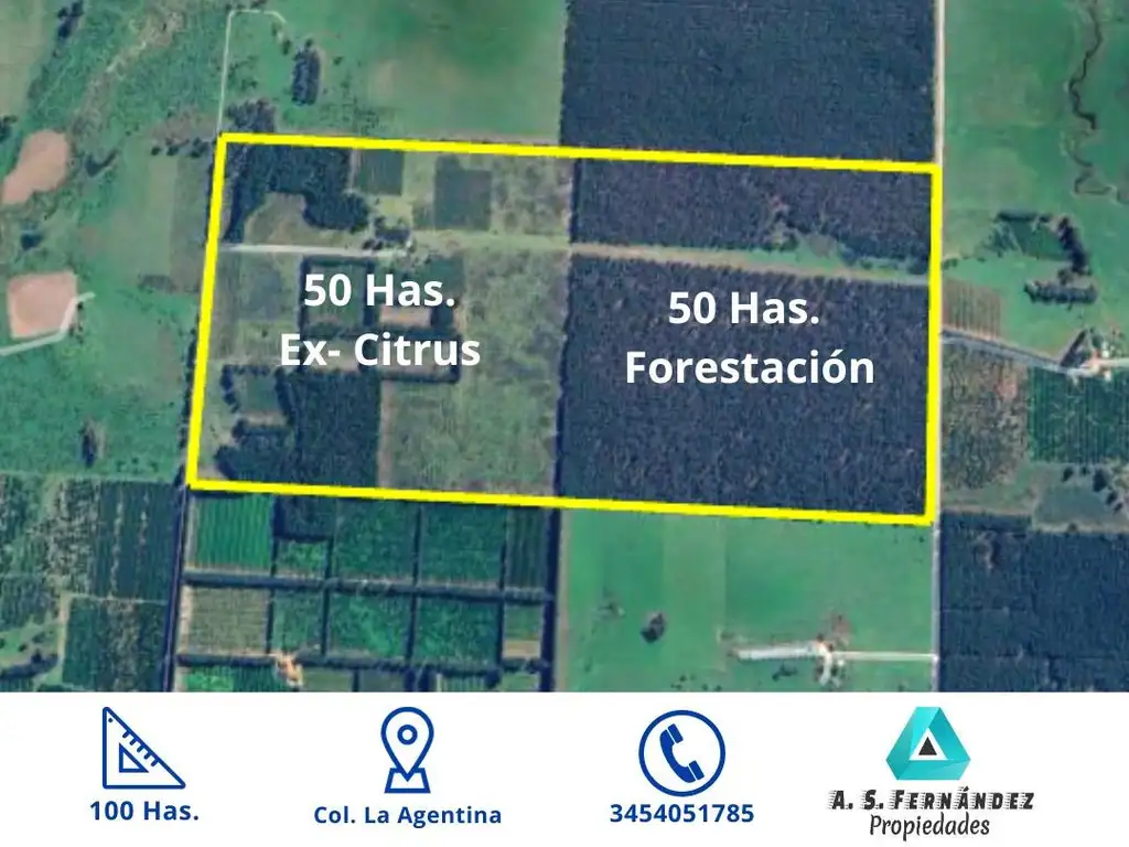 100 has zona FORESTA Y CITRÍCOLA