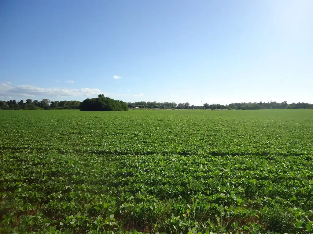 Retasado! Campo agrícola de 20 hectáreas en Santa Lucía. Camino entoscado y acceso red eléctrica.