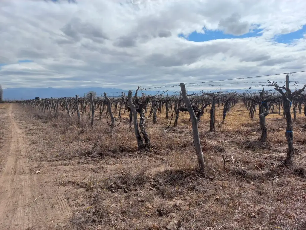 Venta finca Lavalle Mendoza Argentina