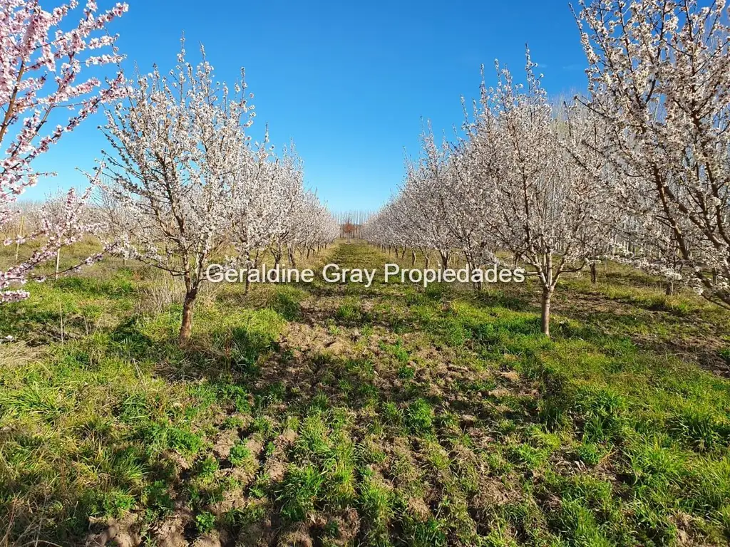 Campo en venta de 70 has ubicado en Tratayen