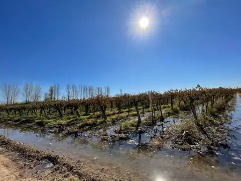 Venta Finca 5 Hectáreas. La Pega, Lavalle.